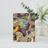 Carte Postale Anémone de mer Nature scientifique Océan (Debout devant)