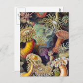 Carte Postale Anémone de mer Nature scientifique Océan (Devant / Derrière)