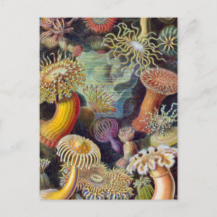 Carte Postale Anémone de mer Nature scientifique Océan