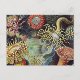 Carte Postale Anémone de mer Nature scientifique Océan