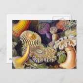 Carte Postale Anémone de mer Nature scientifique Océan (Devant / Derrière)