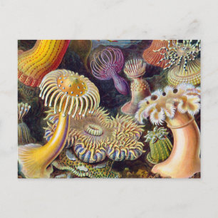Carte Postale Anémone de mer Nature scientifique Océan