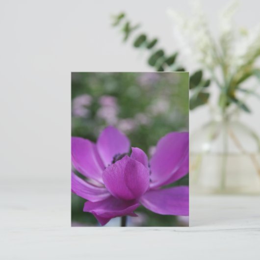 Carte Postale Anémone douce (Debout devant)