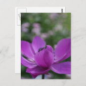 Carte Postale Anémone douce (Devant / Derrière)