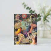 Carte Postale Anémone marine Ernst Haeckel Actiniaea (Debout devant)