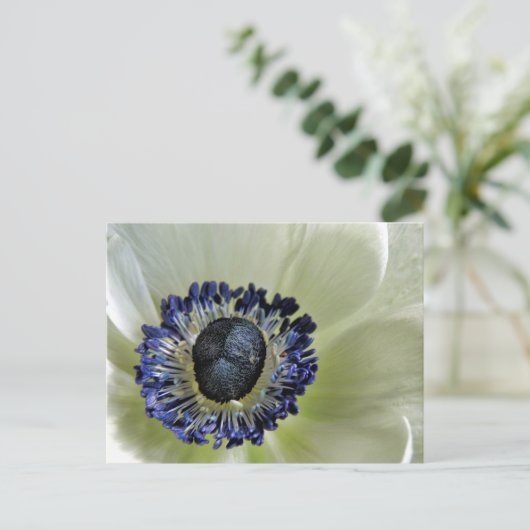 Carte Postale Anemone Mistral Panda (Debout devant)