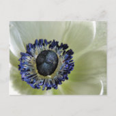 Carte Postale Anemone Mistral Panda (Devant)