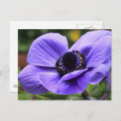 Carte Postale Anémone violette (Devant / Derrière)