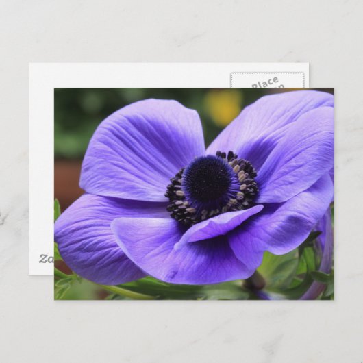 Carte Postale Anémone violette (Devant / Derrière)