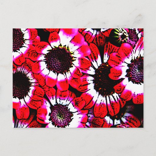 Carte Postale Anémones (Devant)