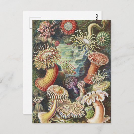 Carte Postale Anémones de mer, Actiniae Seeanemonen Ernst Haecke (Devant / Derrière)