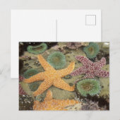 Carte Postale Anémones géantes vertes et étoiles de mer ocre (Devant / Derrière)