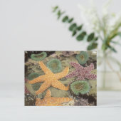 Carte Postale Anémones géantes vertes et étoiles de mer ocre (Debout devant)