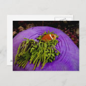 Carte Postale Anémonèse et grand anémone (Devant / Derrière)