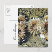 Carte Postale Anenomes Tidepools Sable (Devant / Derrière)