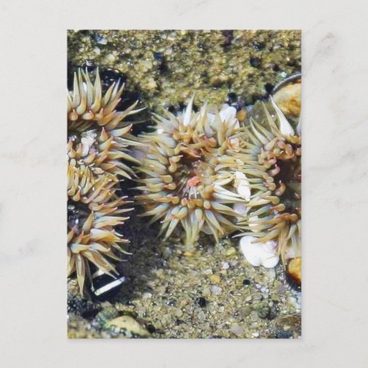 Carte Postale Anenomes Tidepools Sable (Devant)