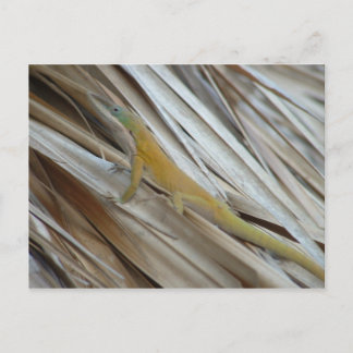 Carte Postale Aneole Lizard
