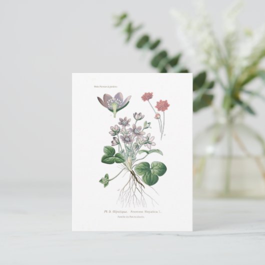 Carte Postale Anéone hepatica (Debout devant)