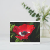 Carte Postale Anéone rouge.JPG (Debout devant)