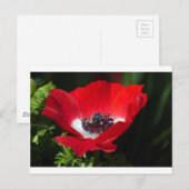 Carte Postale Anéone rouge.JPG (Devant / Derrière)