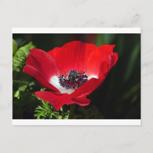 Carte Postale Anéone rouge.JPG (Devant)