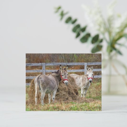 Carte Postale Ânes (Debout devant)