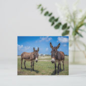 Carte Postale Ânes à l'aéroport (Debout devant)