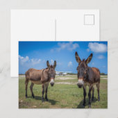 Carte Postale Ânes à l'aéroport (Devant / Derrière)
