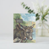 Carte Postale Ânes à louer (Debout devant)