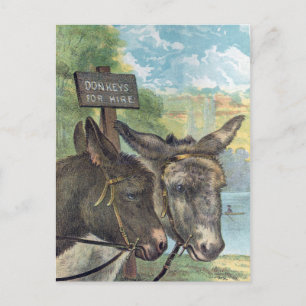 Carte Postale Ânes à louer