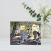 Carte Postale Ânes de Blasket (Debout devant)