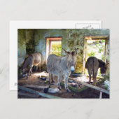 Carte Postale Ânes de Blasket (Devant / Derrière)