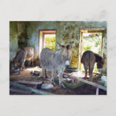 Carte Postale Ânes de Blasket (Devant)