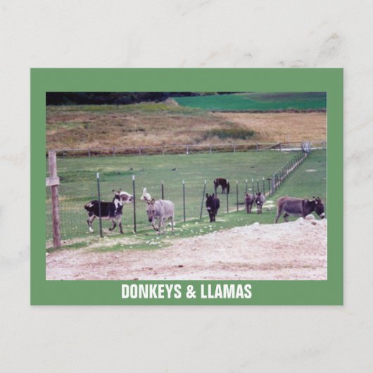 CARTE POSTALE ÂNES & LAMAS (Devant)