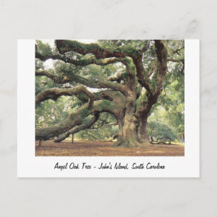 Carte Postale Ange Chêne près de Charleston, SC
