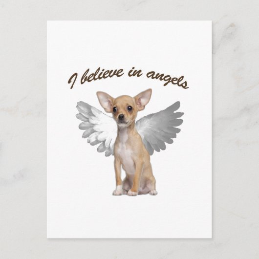 Carte Postale Angel Chihuahua (Devant)