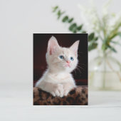 carte postale angel kitten (Debout devant)