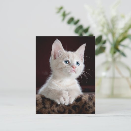carte postale angel kitten (Debout devant)