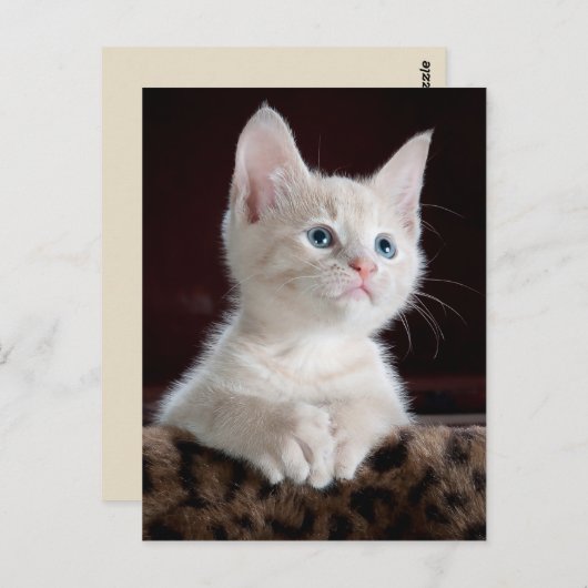 carte postale angel kitten (Devant / Derrière)