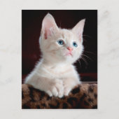 carte postale angel kitten (Devant)