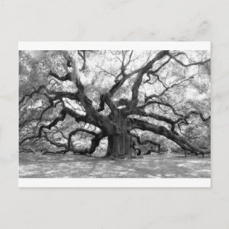 Carte Postale Angel Oak