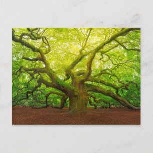 Carte Postale Angel Oak