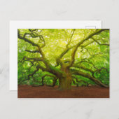 Carte Postale Angel Oak (Devant / Derrière)
