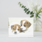 Carte Postale Angel Puppies (Debout devant)
