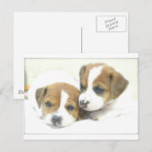 Carte Postale Angel Puppies (Devant / Derrière)