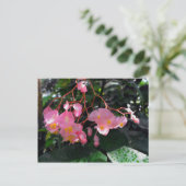 Carte Postale Angel Wing Begonias (Debout devant)