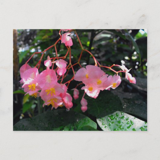 Carte Postale Angel Wing Begonias (Devant)