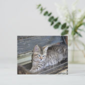 Carte Postale Angelic Kitten (Debout devant)