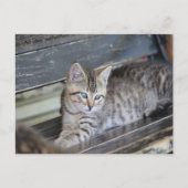 Carte Postale Angelic Kitten (Devant)