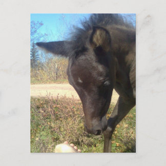 Carte Postale AngelsPhlyby Nite